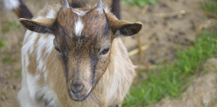 La Chevre Naine Inspirations Desjardins