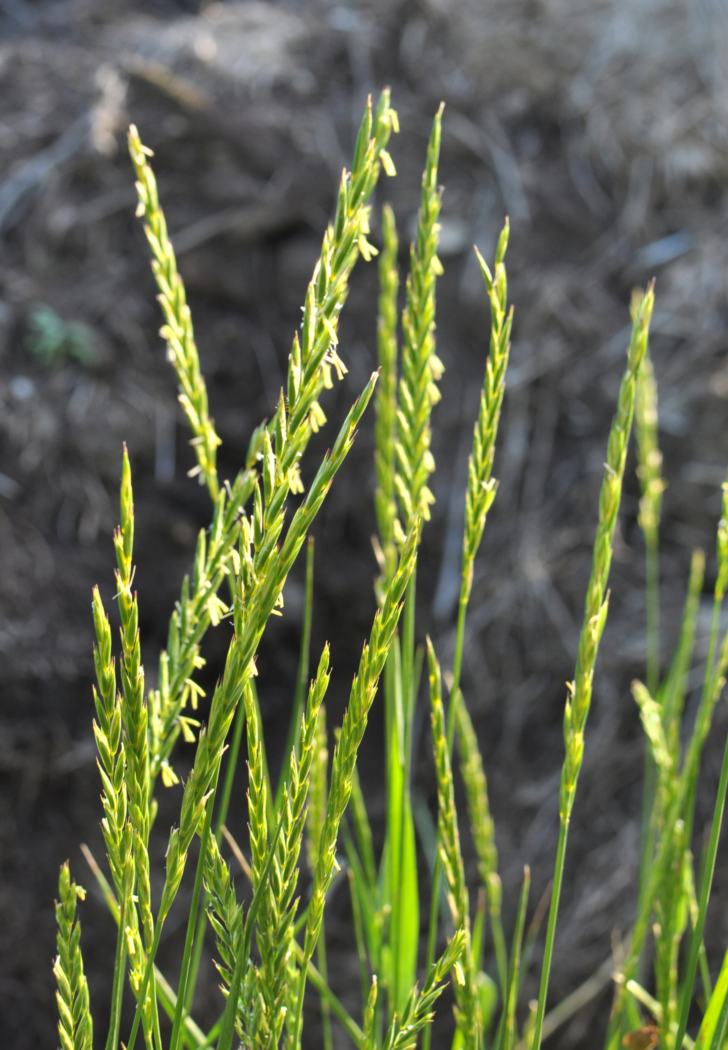 Les Adventices Les Plus Courantes Au Jardin