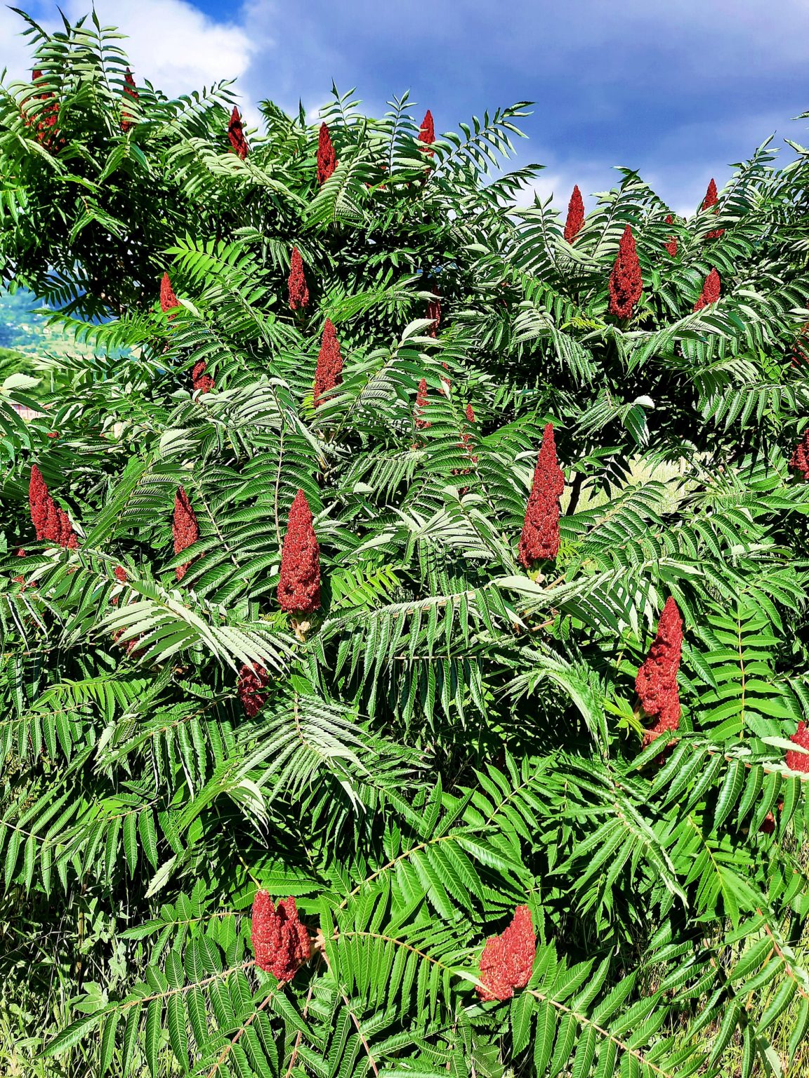 LE SUMAC DE VIRGINIE OU RHUS TYPHINA