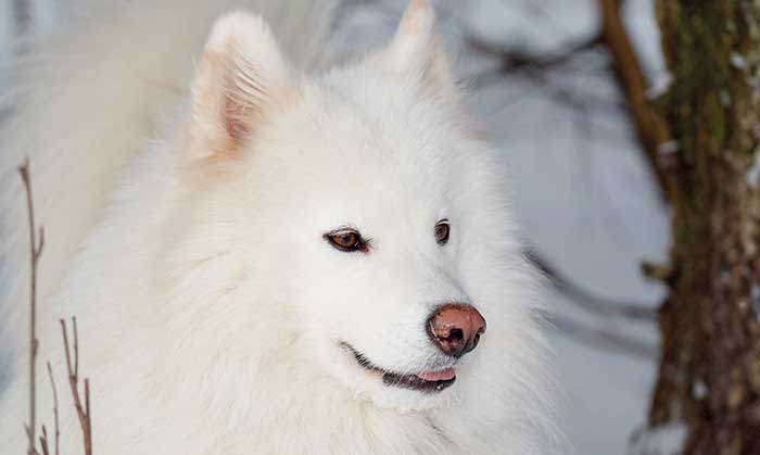 rencontre samoyede