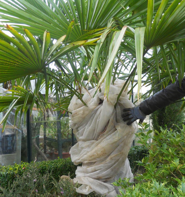 Palmier marcheur ou palmier à échasses - Jardinerie du théâtre