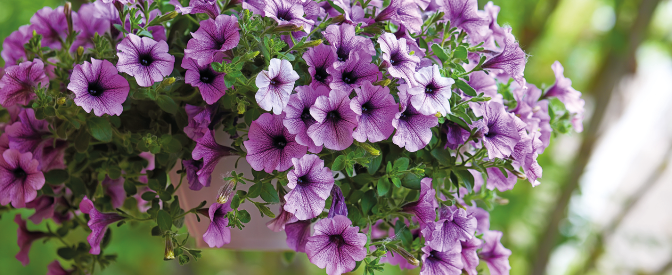 Pétunia violette