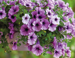 Pétunia violette