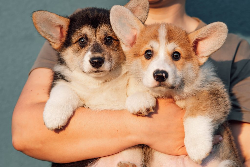 deux chiots Welsh Corgi Pembroke dans les bras