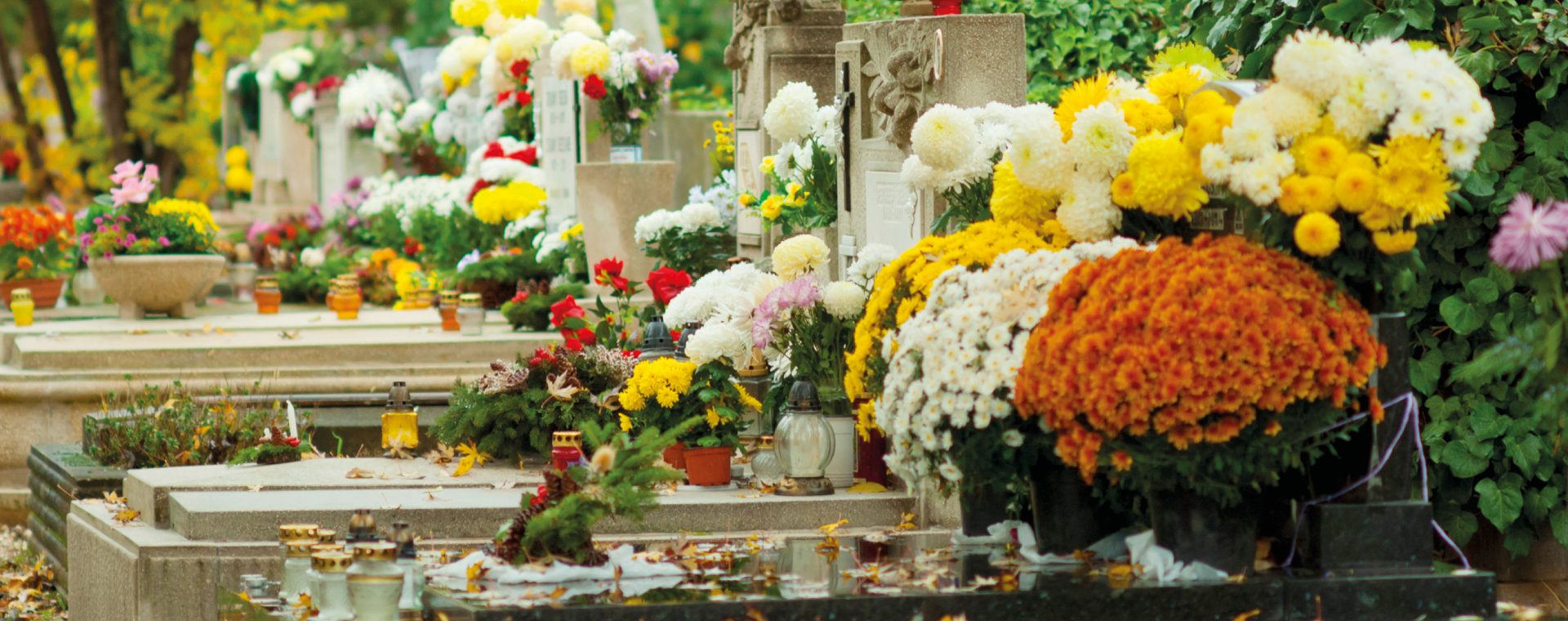 Plantes, fleurs, cimetière, tombe