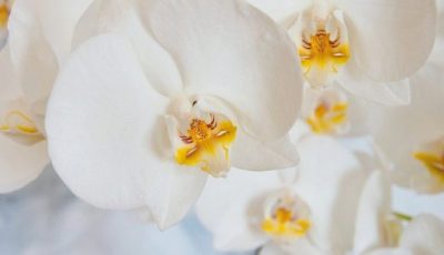 orchidée, orchidée blanche, fleur, fleur blanche, plante, plante fleurie