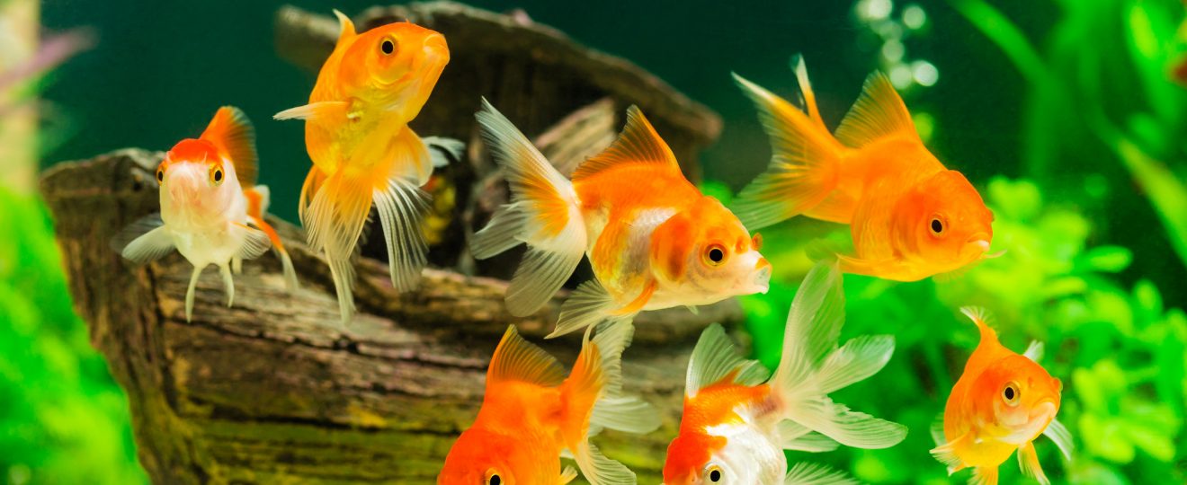Le guide ultime pour prendre soin de vos poissons rouges dans un aquar