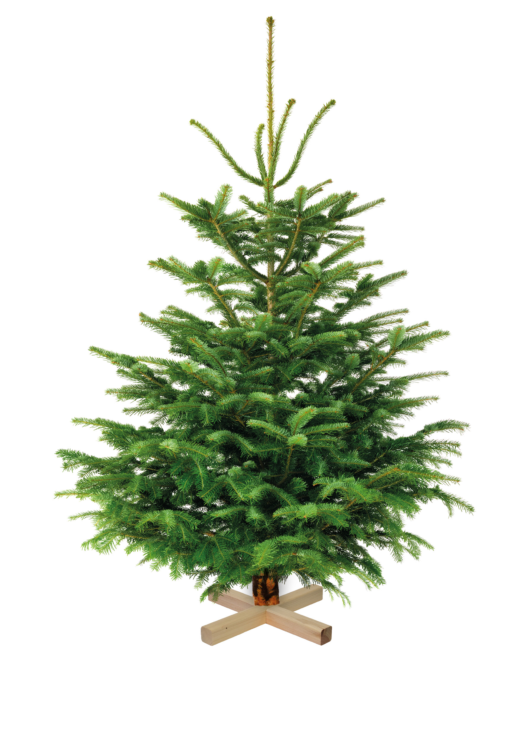 COMMENT BIEN CHOISIR SON SAPIN DE NOËL