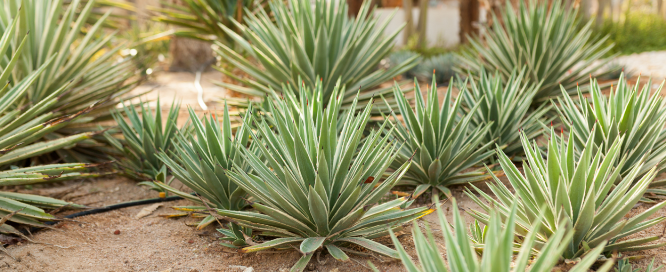 Agaves en terre