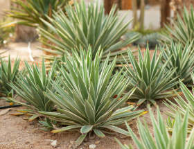 Agaves en terre