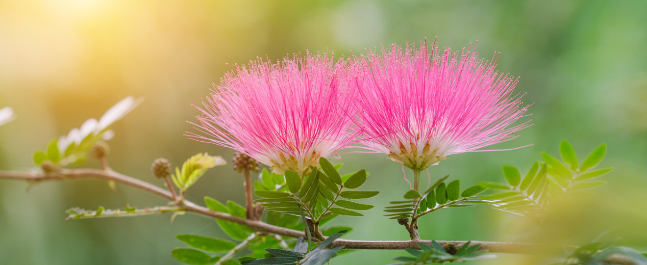 Arbre-à-soie-Albizia