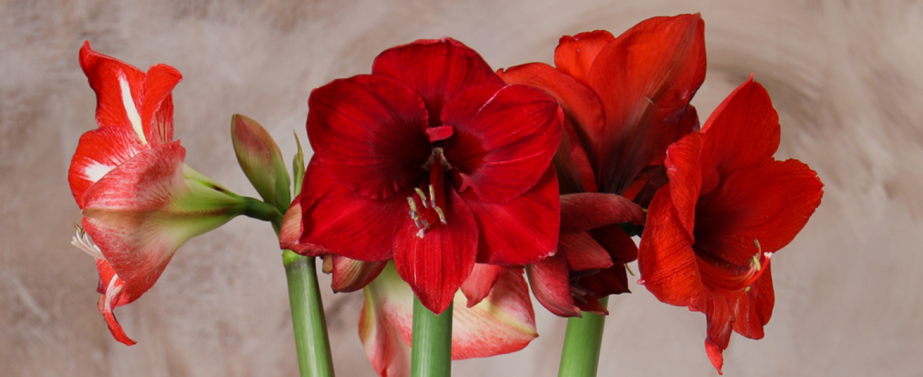 Amaryllis