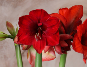 Amaryllis