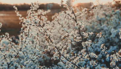 Arbres et arbustes à floraison hivernales