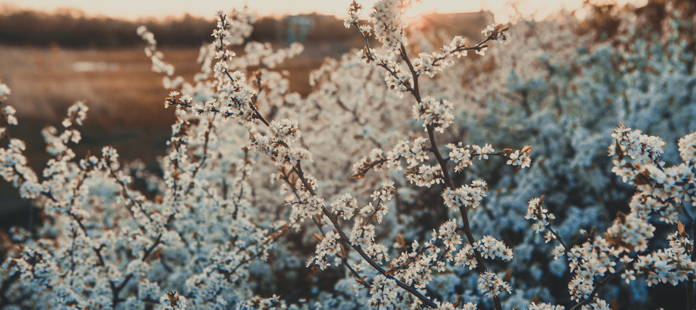 Arbres et arbustes à floraison hivernales