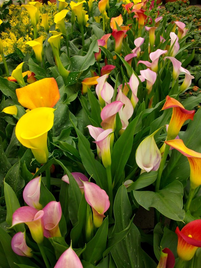 Arums colorés