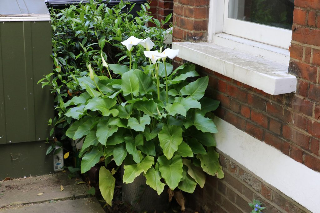 Arum dans un pot en extérieur