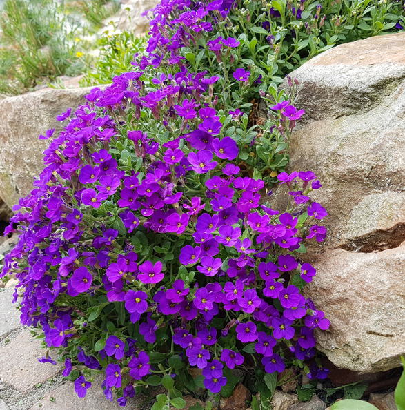 Aubrieta ‘cascade purple’