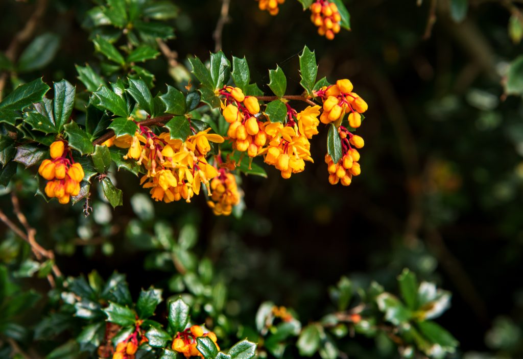 BERBERIS darwinii 'NANA'