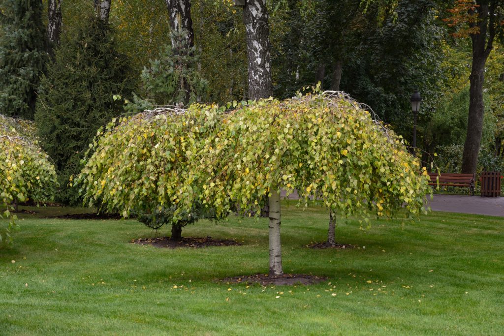 BETULA PENDULA ‘MAGICAL GLOBE’