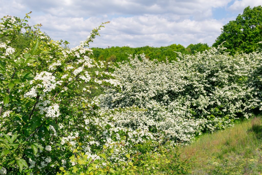 Crataegus monogyna