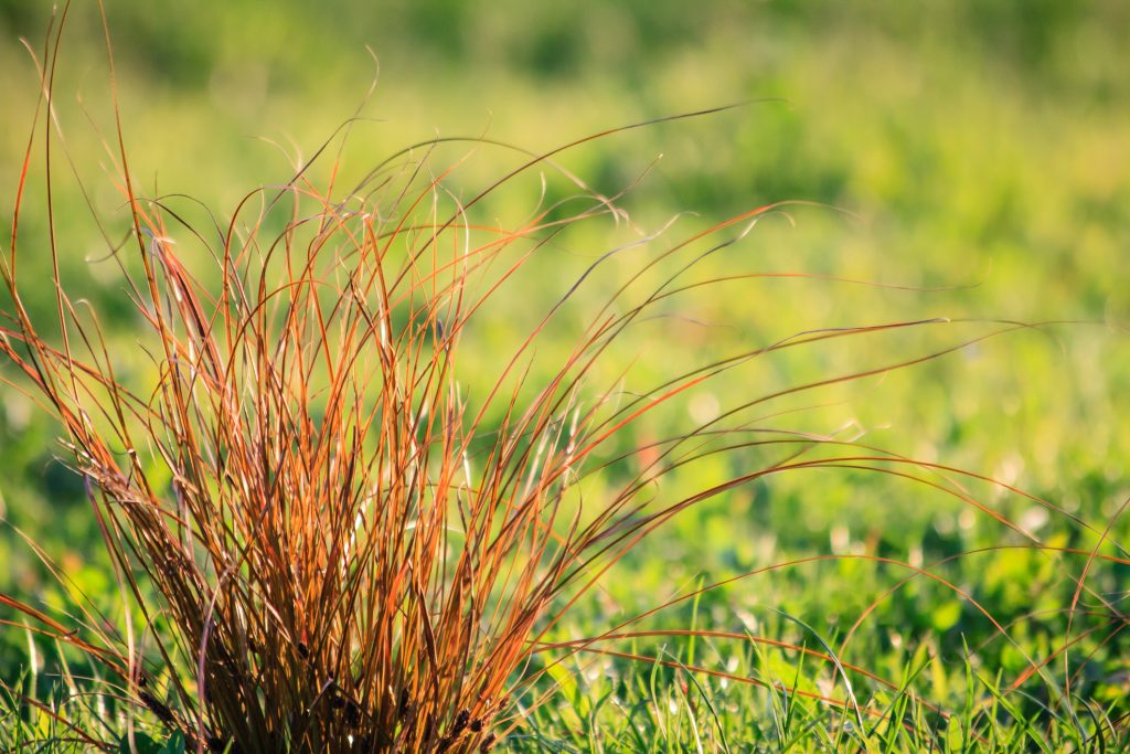 Carex Testacea