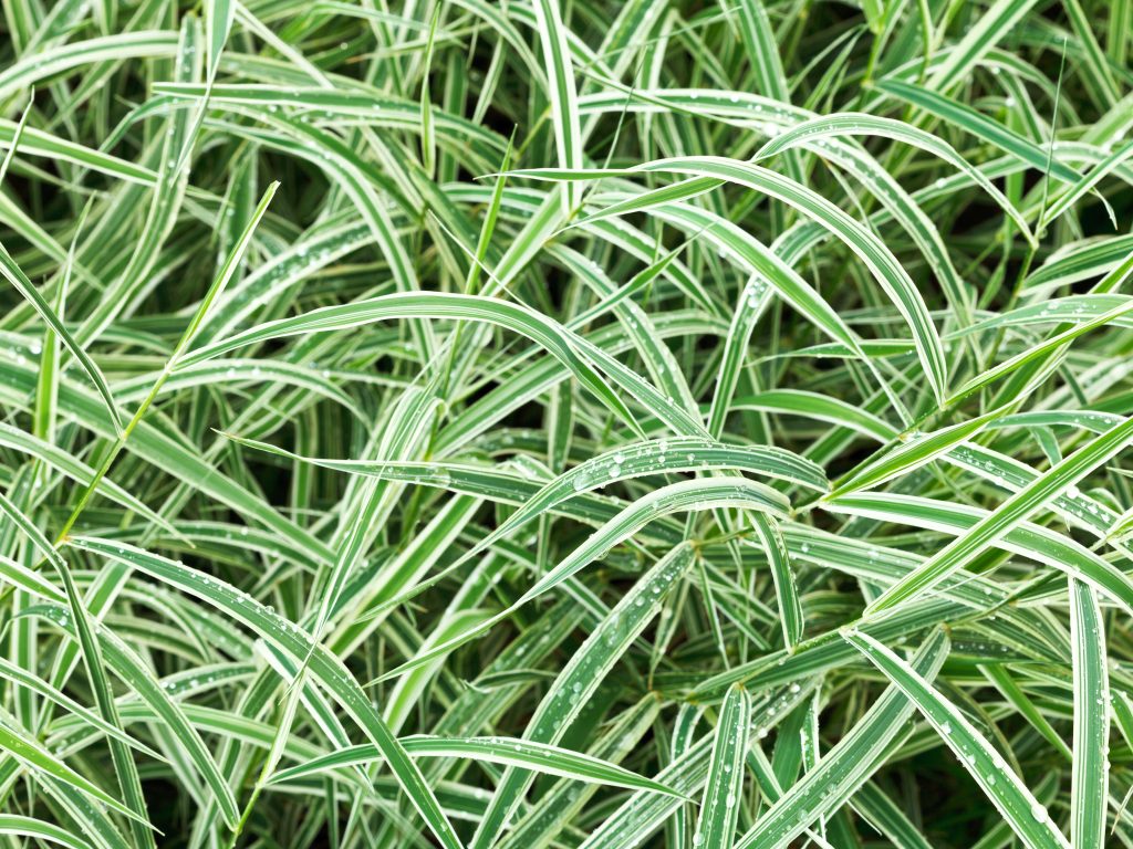 Carex morrowii