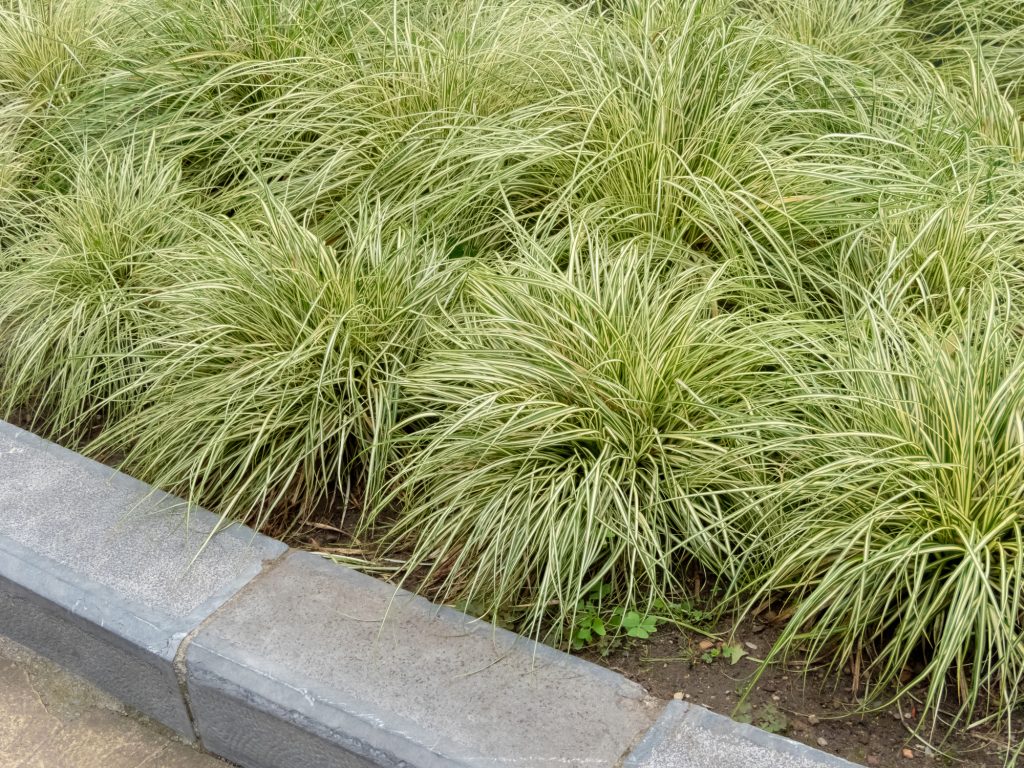 Carex oshimensis