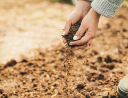 Cultiver son potager en fonction de son sol