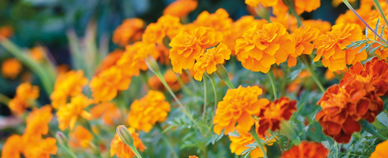 Dix plantes pour un jardin orange