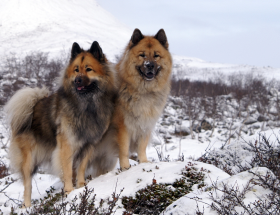 Chien-eurasier