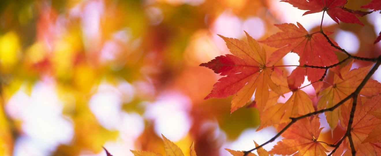 Feuillage d'automne orange