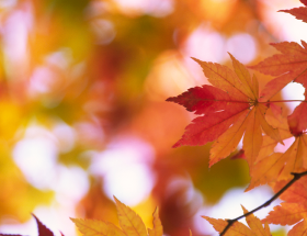 Feuillage d'automne orange