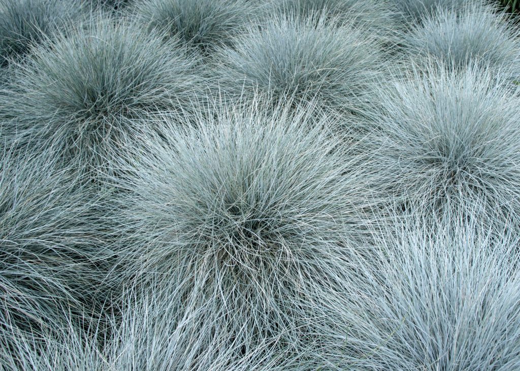 Festuca