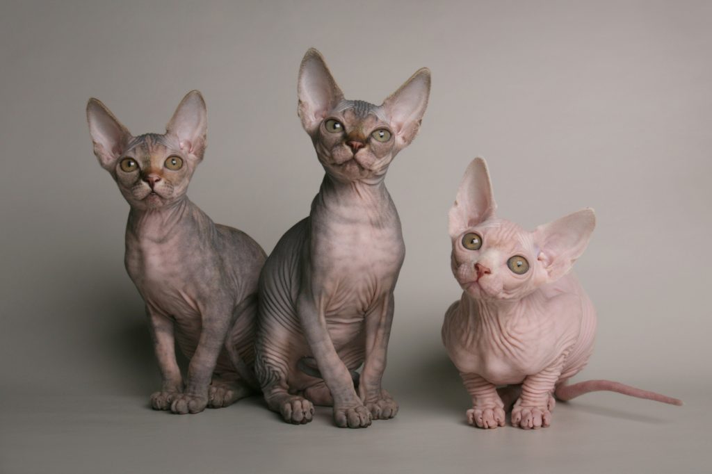 trois chaton sphynx