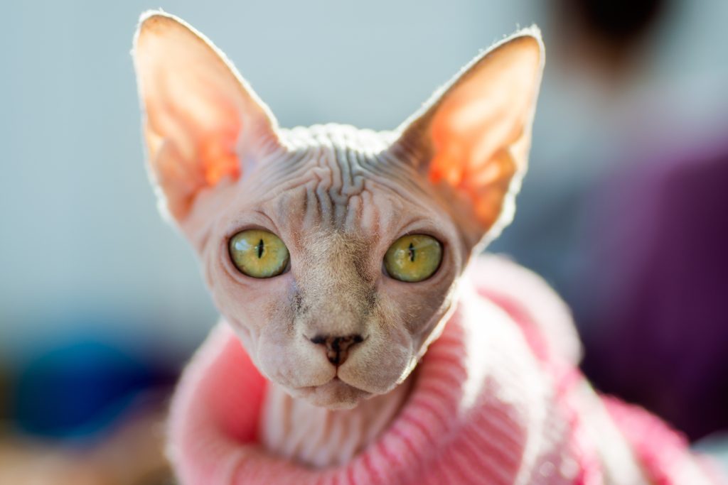 Chat Sphynx