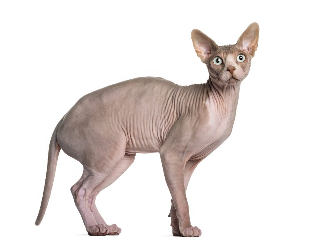 Sphynx