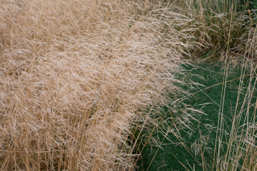 Deschampsia cespitosa