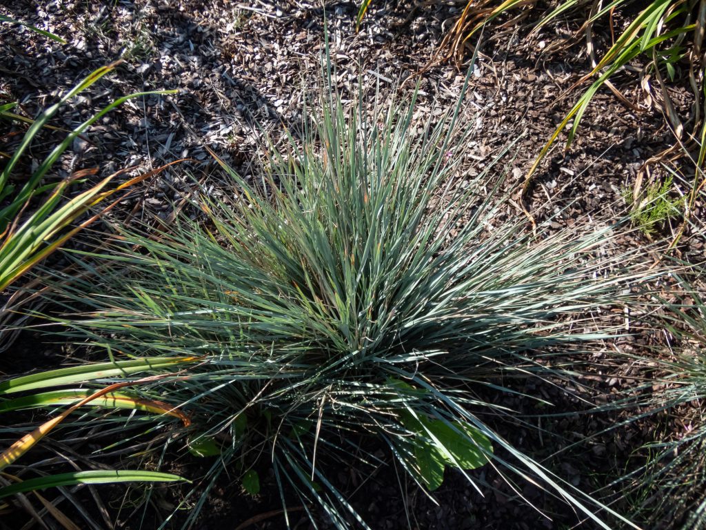 Herbe d’avoine bleue - Helictotrichon sempervirens