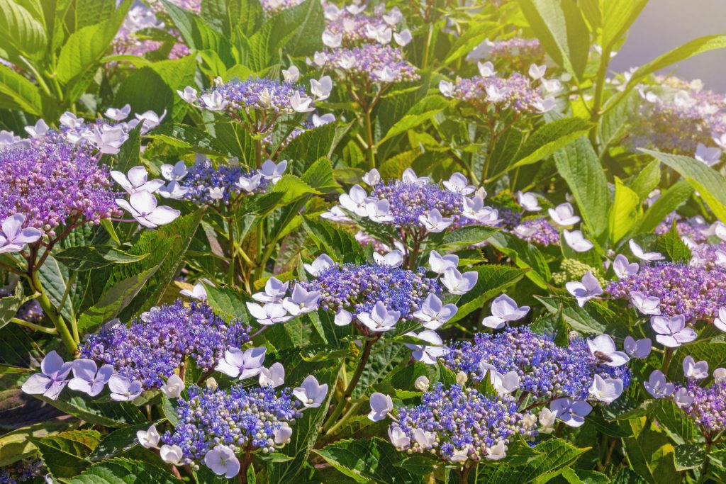 HYDRANGEA ASPERA ‘VILLOSA’