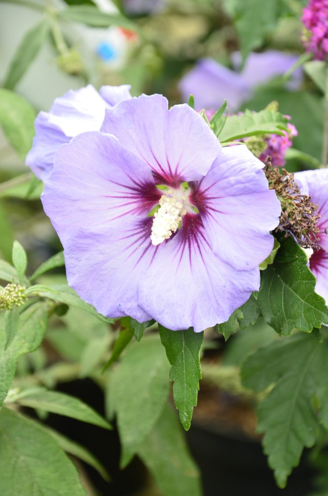 HIBISCUS SYRIACUS ‘MARINA’