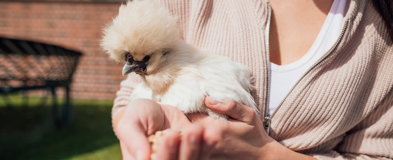 Les 10 poules d'ornement