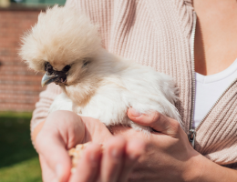 Les 10 poules d'ornement