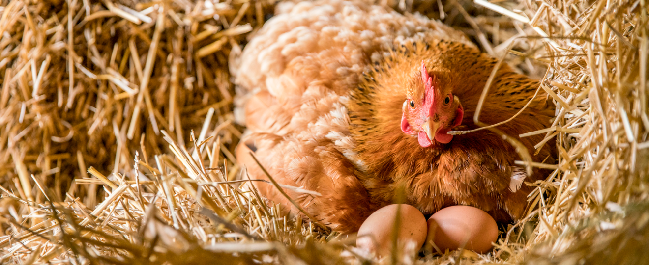 Les 10 poules pondeuses