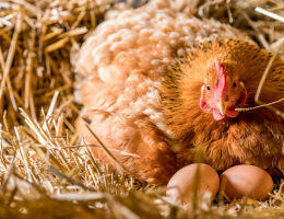 Les 10 poules pondeuses