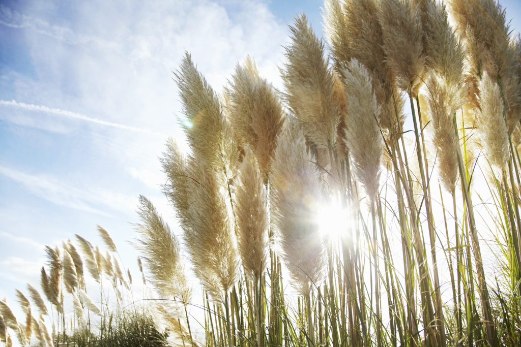 Herbe de la pampa