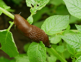 Limaces sur une feuille