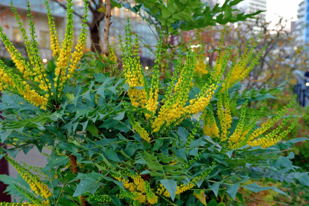 MAHONIA JAPONICA ‘WINTER SUN’