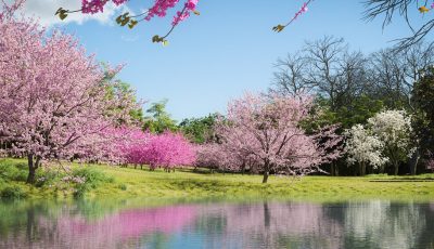 Arbres et arbustes fleuris du mois de mars