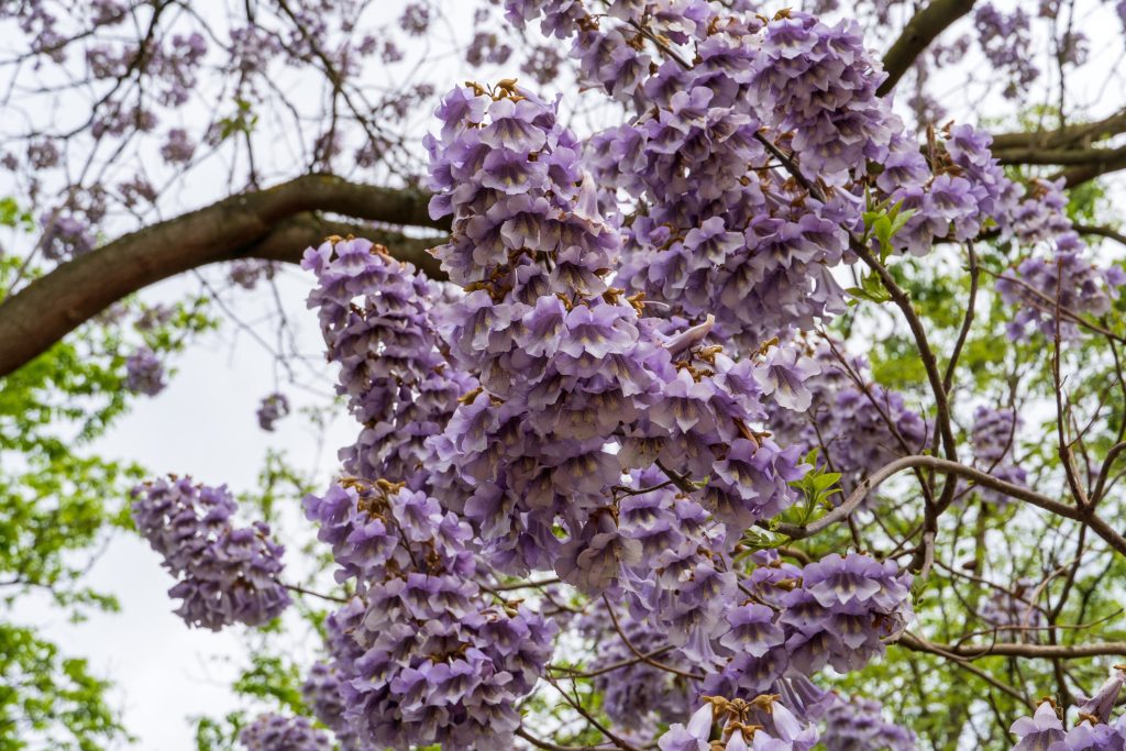 PAULOWNIA FORTUNEI ‘FAST BLUE’